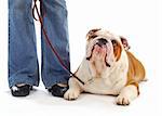 obedience training - woman standing beside bulldog laying down looking at handler