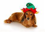 cute dachshund wearing christmas elf hat with reflection on white background