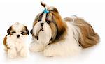 shih tzu mother and puppy with refection on white backround