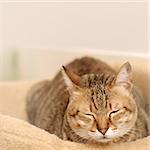 Cat dozed with funny expression on ground in room.