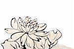 Chinese painting of flower,chrysanthemum ,on white background.