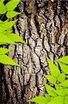 Texture - a bark of an old oak