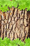 Background with bark and green maple leaves