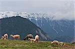 sheep to graze on a green pasture near a mountain