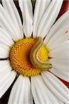 Close-up - caterpillar on the English daisy