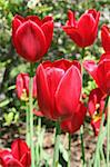 Spring flowers bright red tulips blooming in garden sunshine