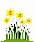 vector abstract narcissuses on white background, Adobe Illustrator 8 format