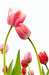 blossoming tulips from low angle with white background