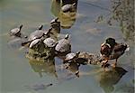 turtles and duck meeting on the lake surface