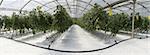 Hydroponic cultivation of tomatoes in greenhouse