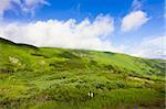 Green meadow and blue sky with clouds