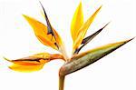 yellow Strelitzia flower isolated on white background