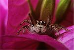 jumping spider greeting on the petal of flower