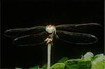 dragonfly on the stem in the night
