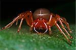 portrait of the dysdera spider on the leaf