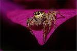 portrait of jumping spider on the petal