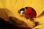 portrait of ladybug on the yellow corolla