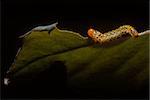 worm on the leaf in the night