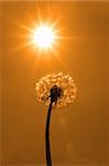 a beautiful wild dandelion flower in the countryside on a hot day