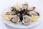 Close up of plate of oysters