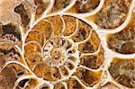 Ammonite is a prehistoric shell animal whoose spiral shell was fossilized into a solid mineral and is now a object of collecting