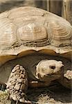 Mountain tortoise (Geochelone pardalis) in natural environment