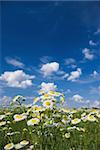 Wild daisies chamomile growing in a green meadow