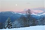 winter sunset mountain landscape with snowy forest and Moon on sky (Carpathian, Ukraine)