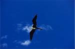 Female fregatebird flying over deep blue sky