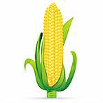 illustration of fresh corn with leaf on isolated white background