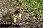 Duckling - Granville Island in Vancouver, BC, Canada