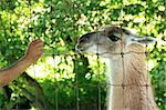 Lama - Vancouver Zoo in BC, Canada