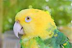 Amazon Parrot Yellow headed Oratrix Central America