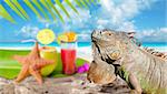 Leguan auf Mexiko tropischen Strand cocktail Kokos Seestern