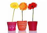 Colorful spring flowers in ceramic containers