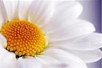 Closeup of white daisy flower