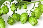 Close-up of a golden-green hops branch on white.