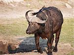 Buffalo (Syncerus caffer) close-up with Red-billed Oxpecker (Buphagus erythrorhynchus) in the wild in Botswana