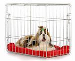 dog in a crate yawning - shih tzu bored of being crated on white background