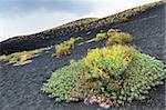 Blooming flowers at the foot of Mount Etna