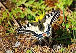 Beautiful swallowtail butterfly is sitting on a dandelion in the meadow