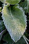 Macro view of frozen grass in the november morning.