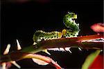 caterpillars couple on the stem in the night