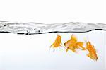 small group of goldfish in water, view from behind