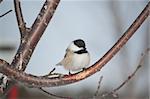 A Black-capped Chickadee perches on a branch in winter in Ontario, Canada.