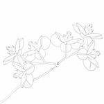 Vector illustration of orchid flower on white background