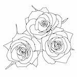 Three Roses in hand drawn style