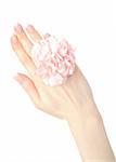 Beautiful hand with perfect french manicure on treated nails holding carnation flower. isolated on white background