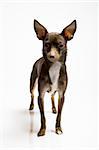 Picture of a funny curious toy terrier dog looking up. white background