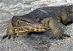 Large monitor lizard on the sand, close-up